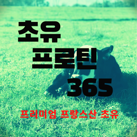  초유 프로틴 365  후기