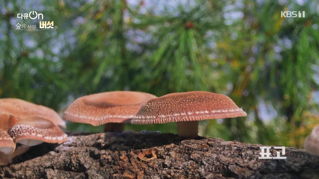 다큐 온.E227.231120p-NEXT.mp4_20231121_201835.902.jpg