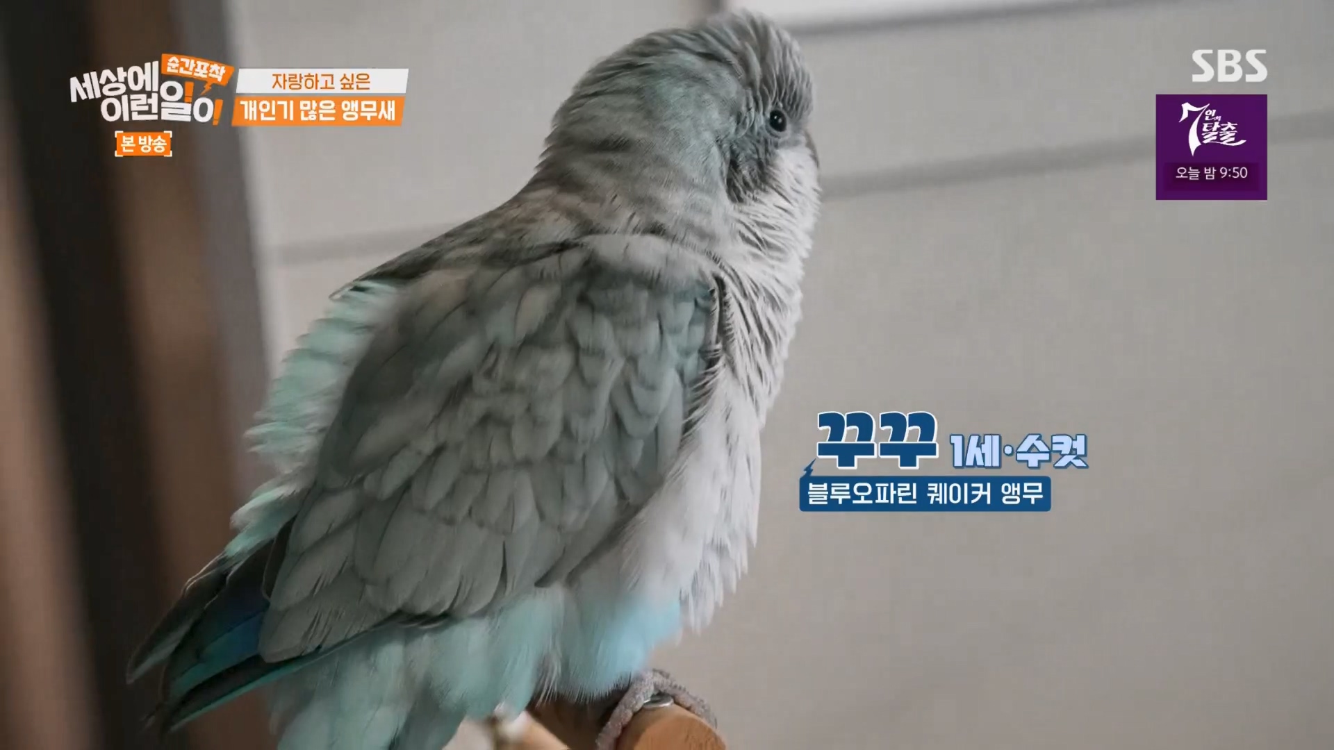 순간포착 세상에 이런일이.E1247.230923p.H264-F1RST.mp4_20230924_150121.560.jpg