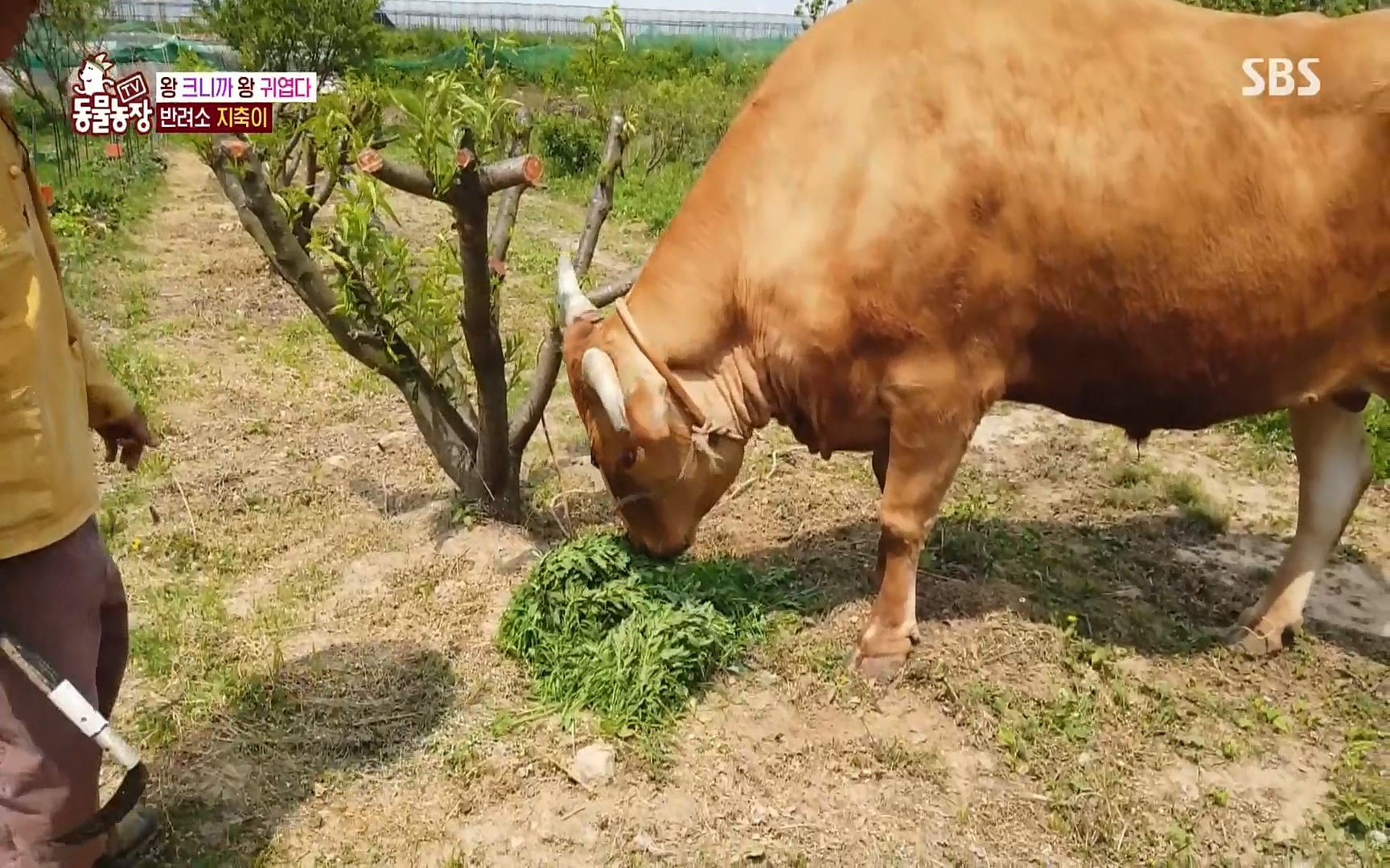 TV 동물농장.E1074.220619p.H264-F1RST.mp4_20220619_181106.447.jpg