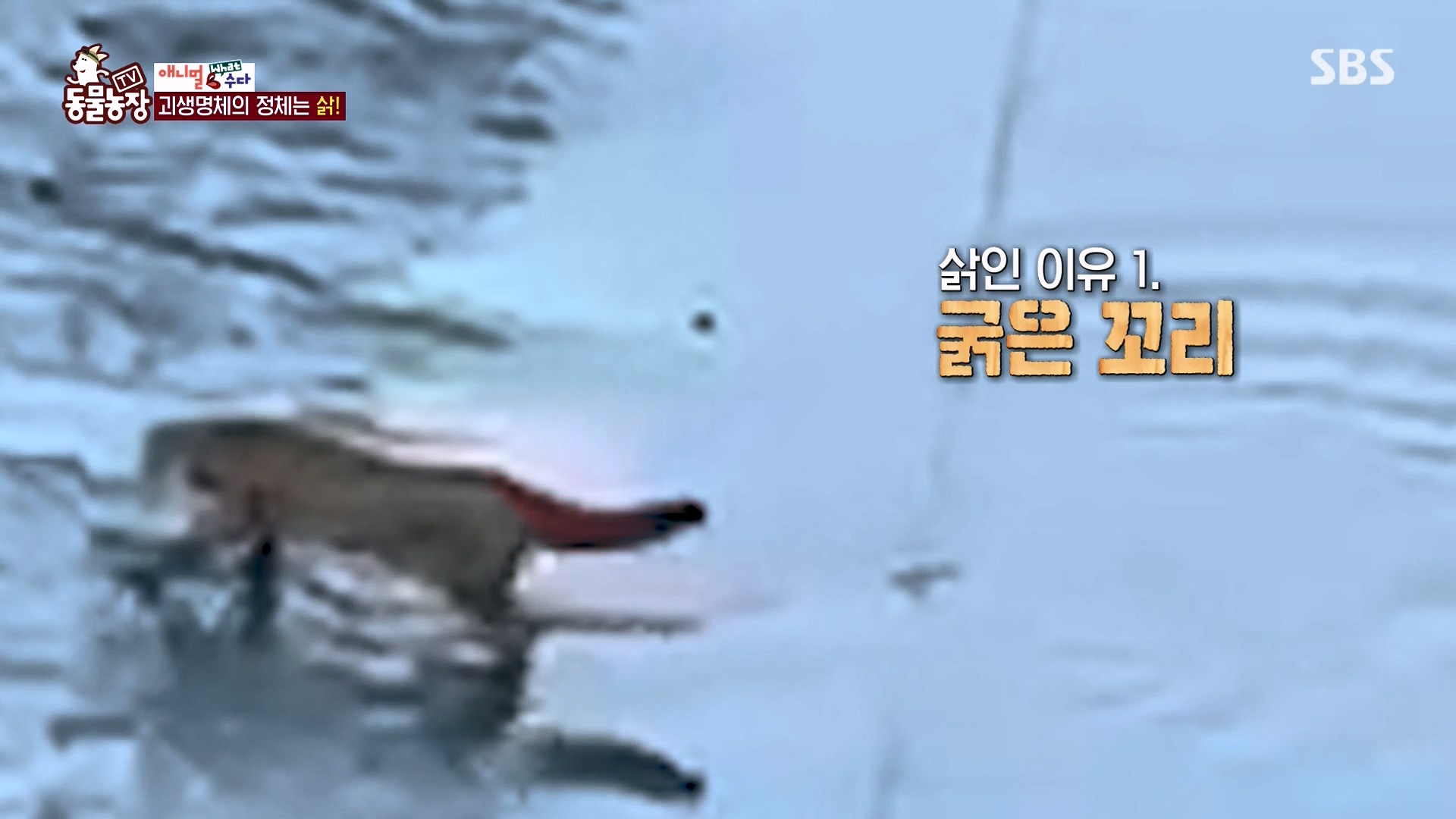 TV 동물농장.E1164.240324p-NEXT.mp4_20240324_170445.578.jpg