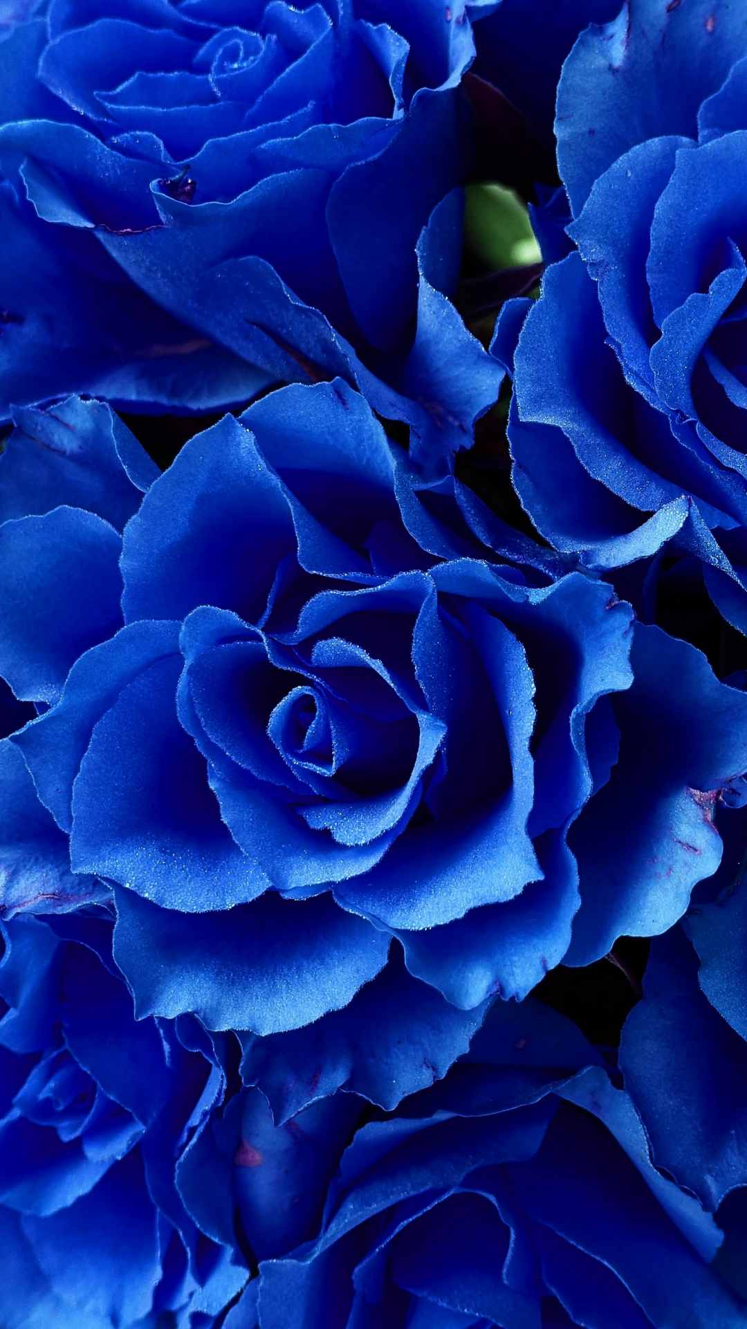 Rose Flower iPhone Wallpaper