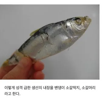 밴댕이 소갈딱지 뜻 사용 방법 용례 예시_5