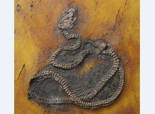 유럽 한복판에서 발견된 지구상 가장 오래된 비단뱀 화석