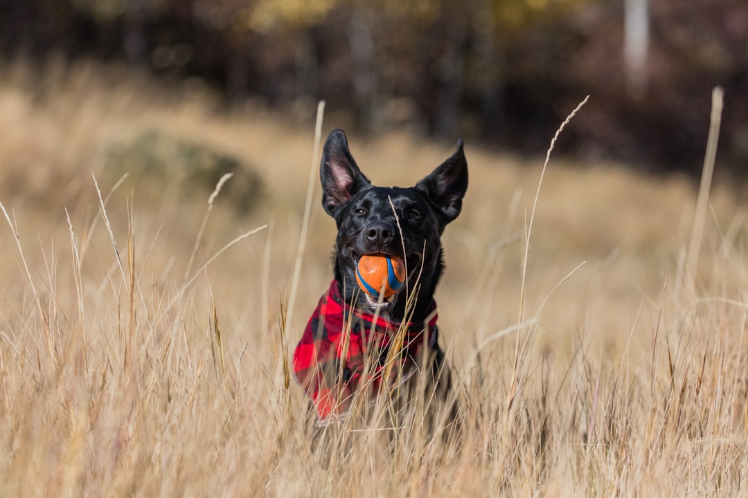 K9