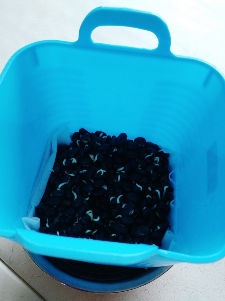 이게 뭐가 그렇게 행복해요? 아이와 함께 콩나물 키우기 8