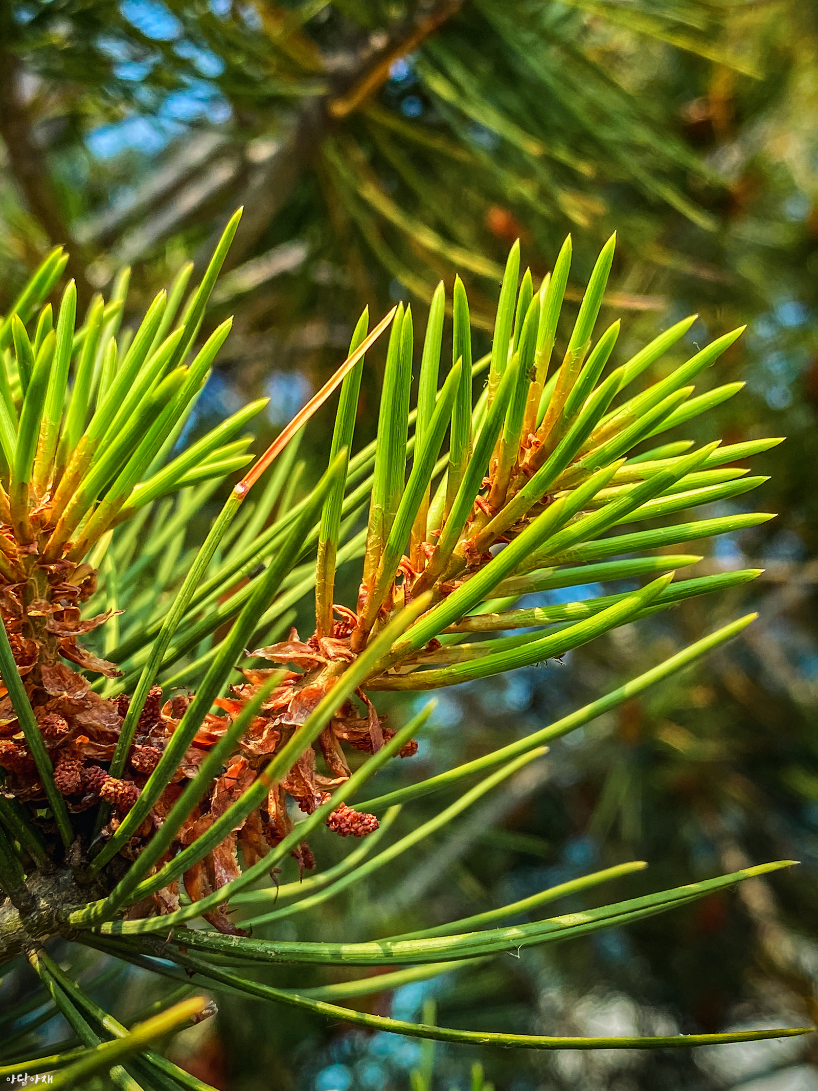  백송 / Pinus bungeana