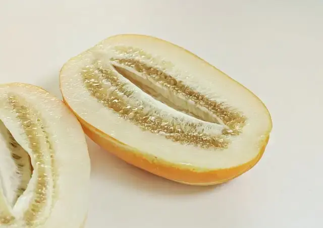 참외 씨