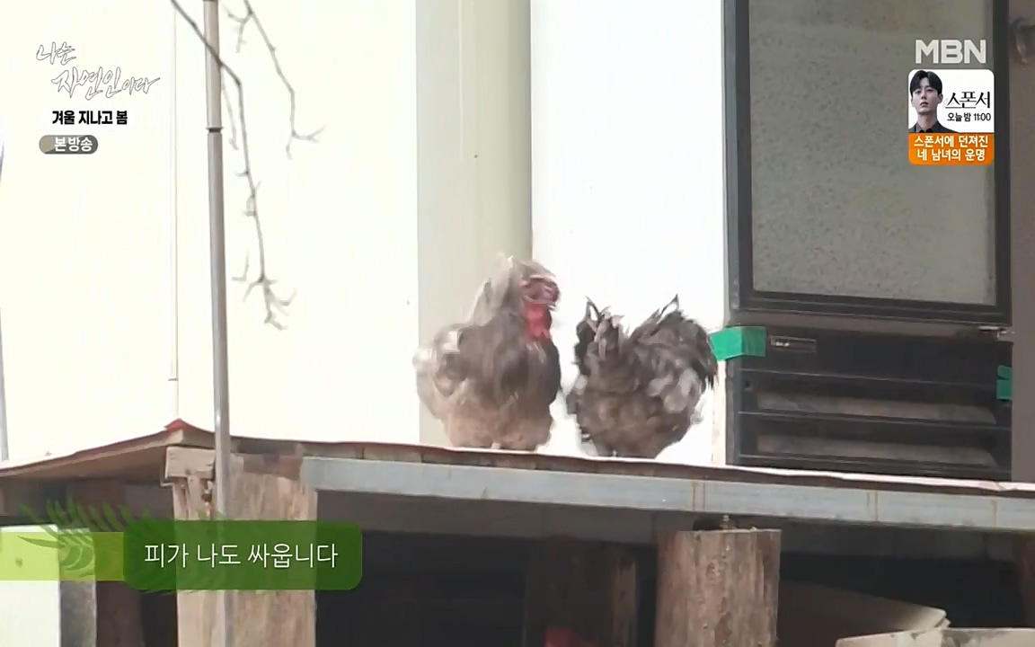 나는 자연인이다.E496.220407p-NEXT.mp4_20220407_175811.207.jpg