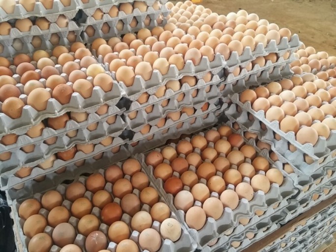실온에서 판매 중인 비세척란 계란들 사진