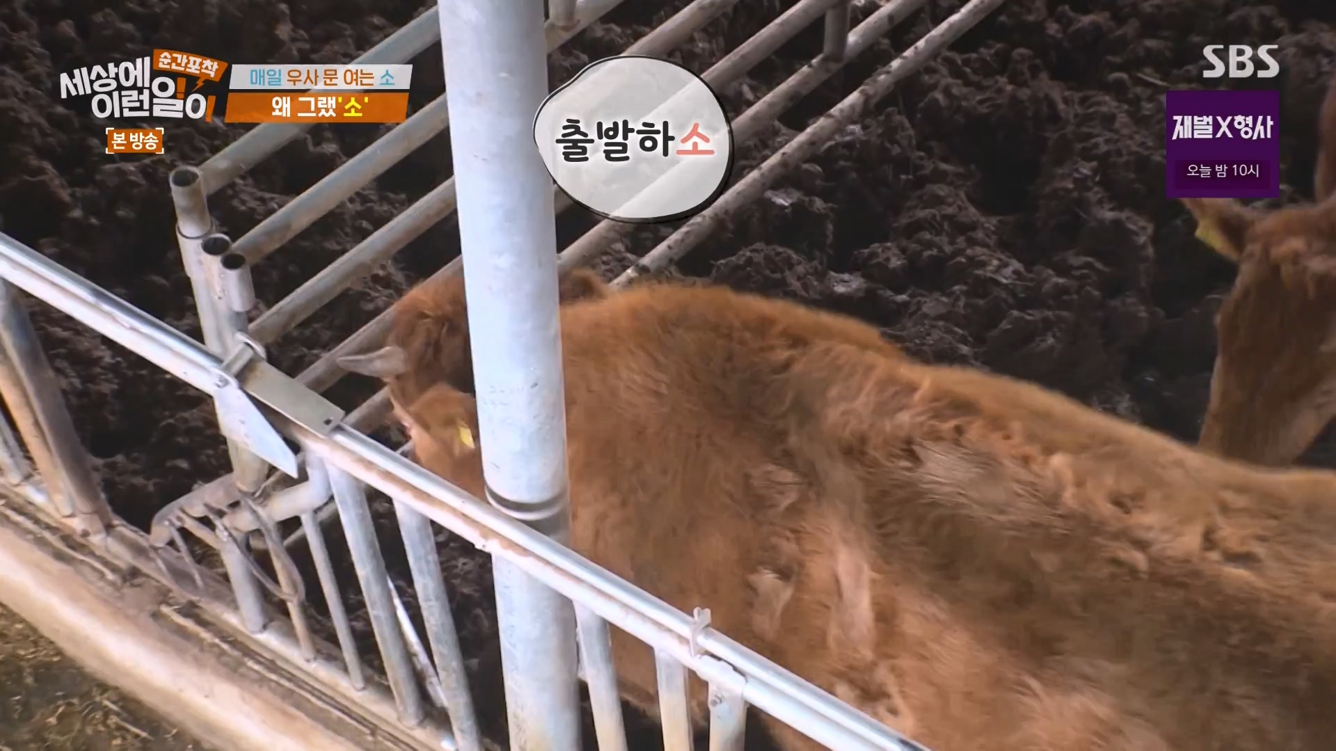 순간포착 세상에 이런일이.E1265.240217p-NEXT.mp4_20240218_151701.039.jpg