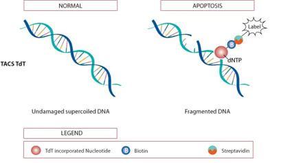 TUNEL assay 원리