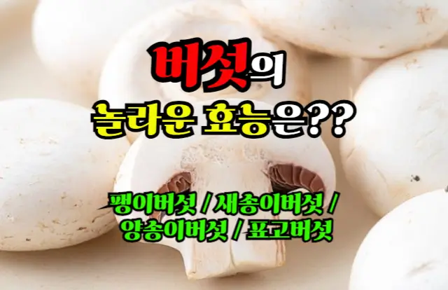 버섯의 놀라운 영양소와 효능은?? 팽이버섯, 새송이버섯, 양송이버섯, 표고버섯