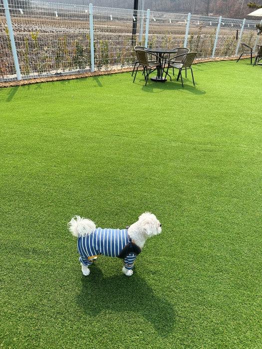 이천 애견카페 리츠펫 선물방문 후기