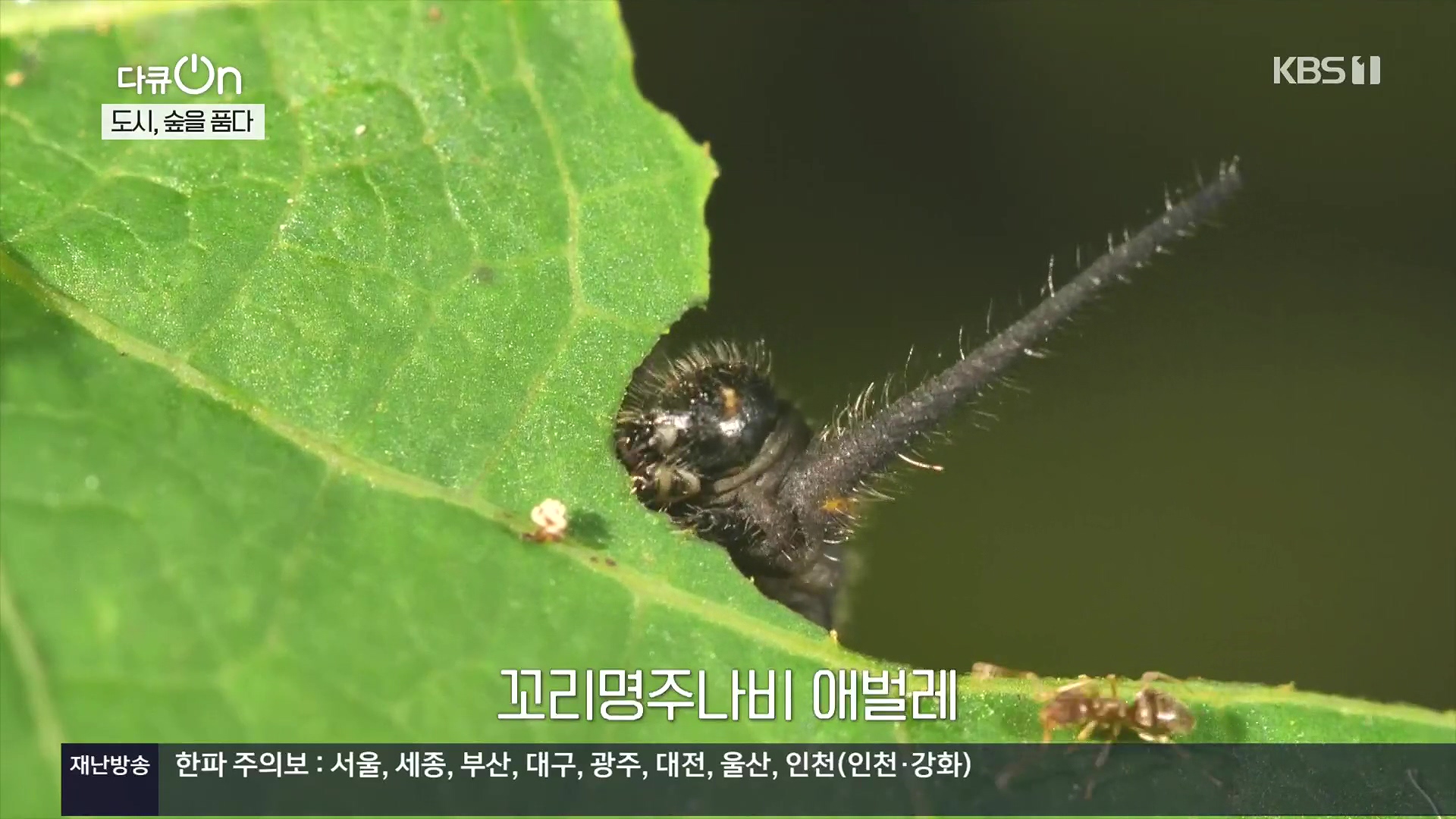 다큐 On.E232.231216p.H264-F1RST.mp4_20231220_204853.896.jpg