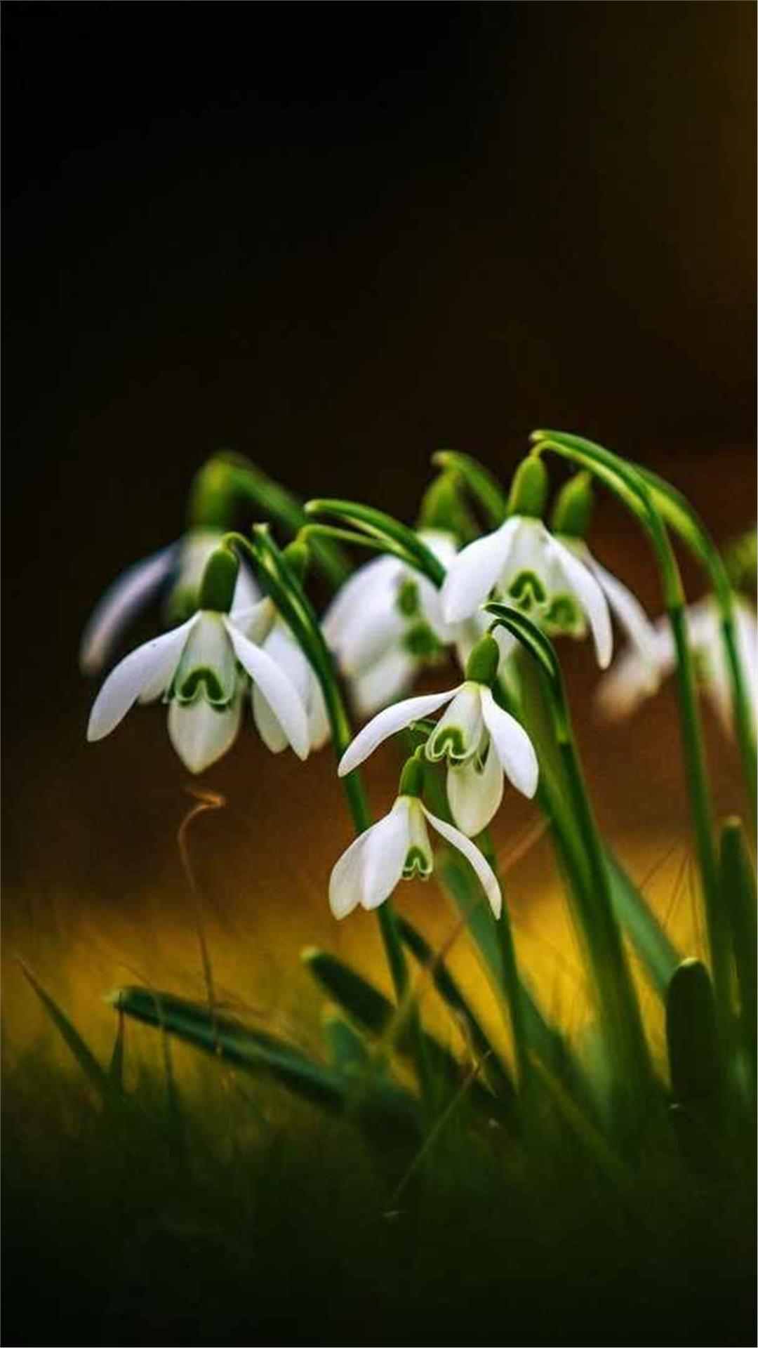 Snowdrop Flower iPhone Wallpaper