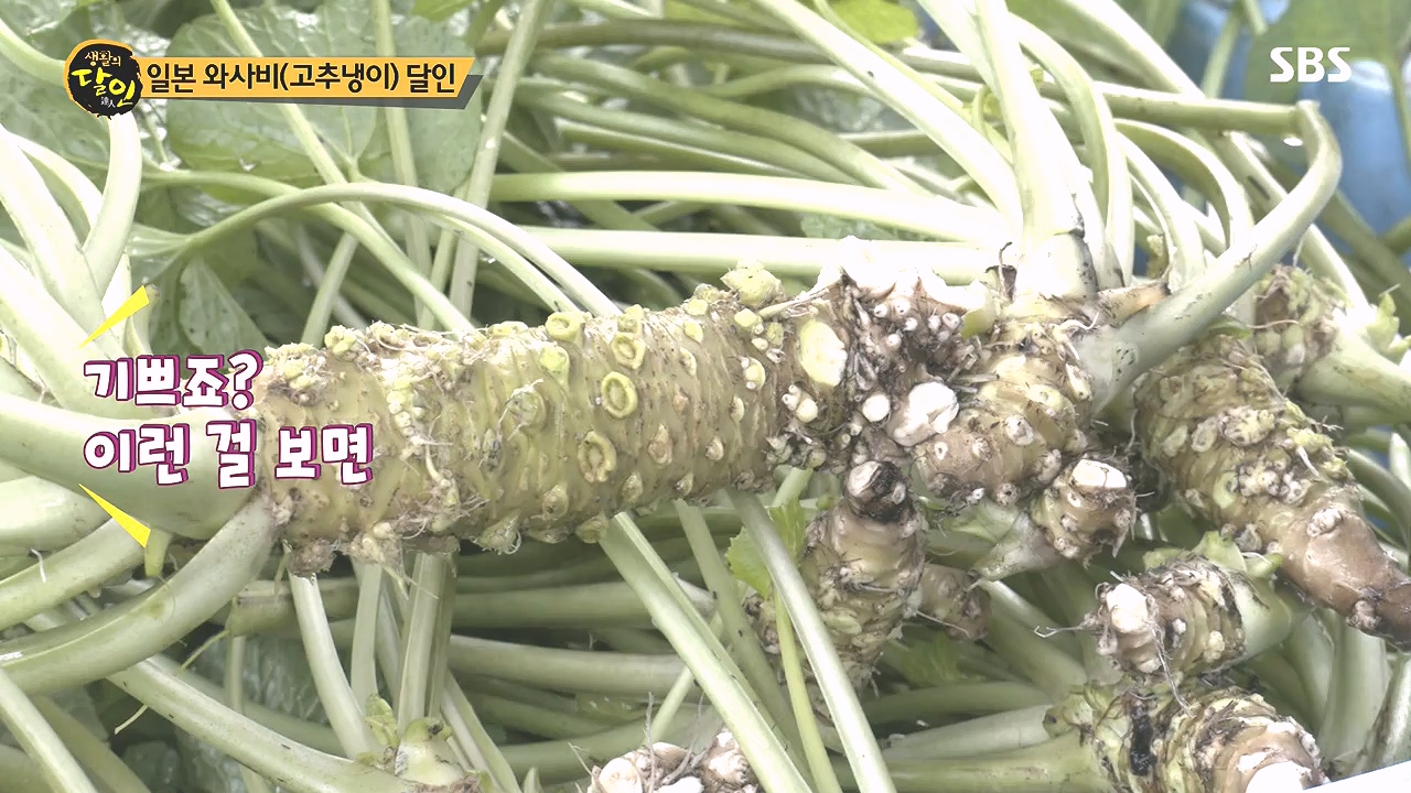 생활의 달인.E908.231017p-NEXT.mp4_20231017_202214.099.jpg