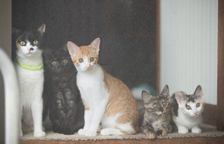 밖을 보고 있는 함께 사는 다섯 마리의 고양이.