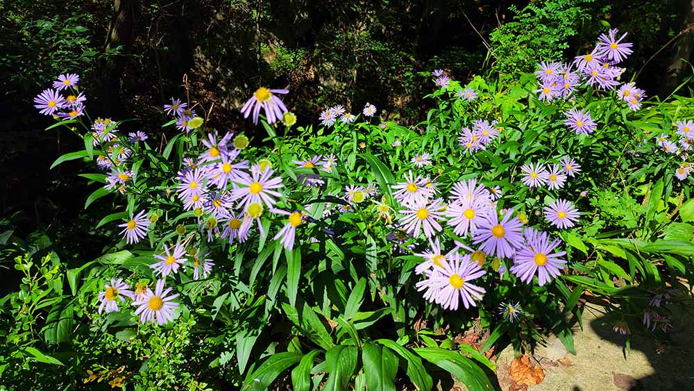 발교산산장 이미지