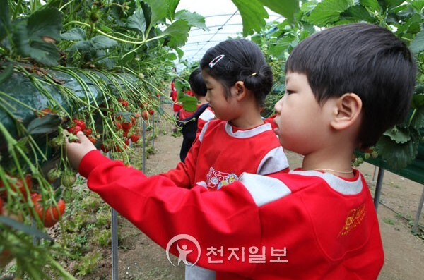 2024년 논산딸기축제 일정&amp;#44; 행사장소 및 교통(주차)안내&amp;#44; 프로그램