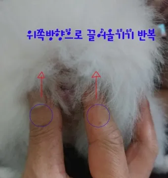 강아지 항문낭 압출법 염증 방지 필수 관리_12