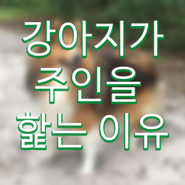  강아지가 핥는이유