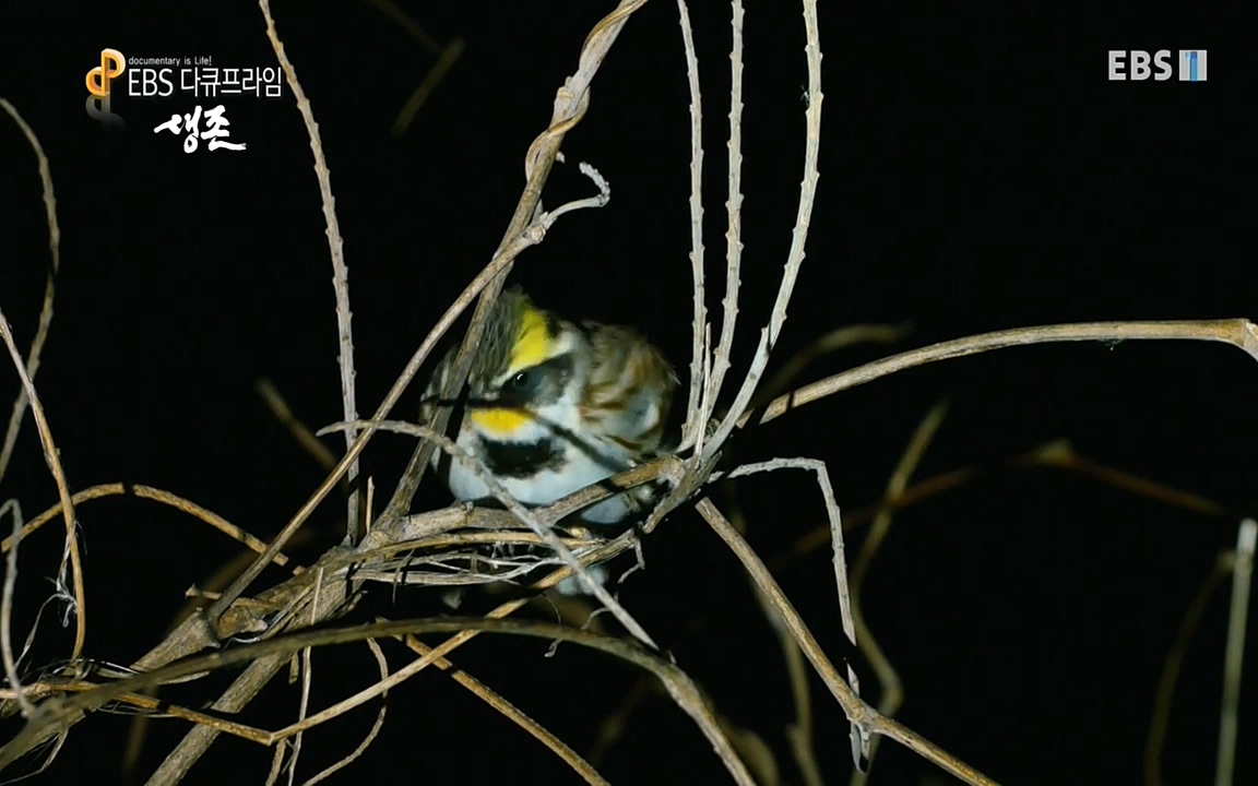 생존 3부_ EBS 다큐프라임_ 220629.avi_20220701_210552.421.jpg