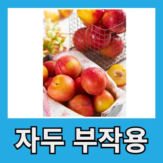 자두 부작용