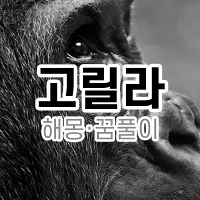 고릴라 해몽 꿈 풀이