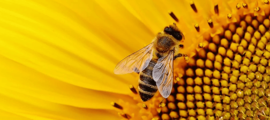 해바라기 꽃에 꿀벌이 앉자 있다