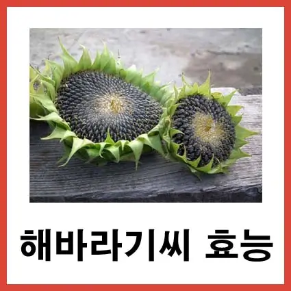 해바라기씨-효능