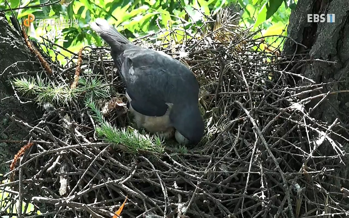 생존 3부_ EBS 다큐프라임_ 220629.avi_20220701_205945.627.jpg