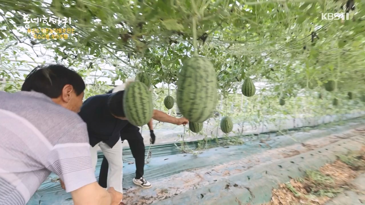 동네 한 바퀴.E237.230827p-NEXT.mp4_20230829_212636.142.jpg