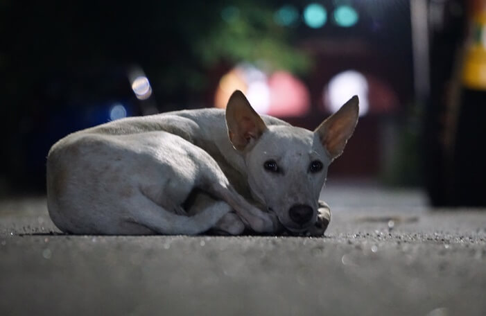 길바닥에 웅크리고 누워있는 하얀색 개 한마리