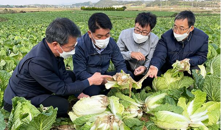  2021 김장 배추