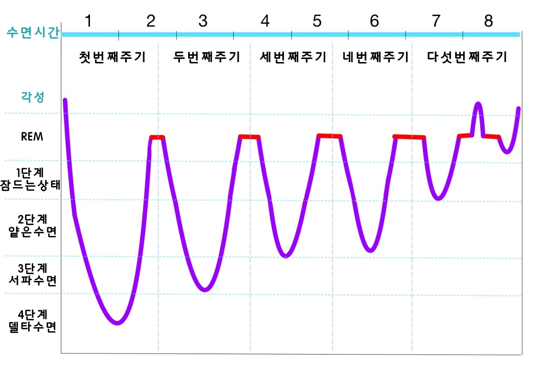 수면 주기