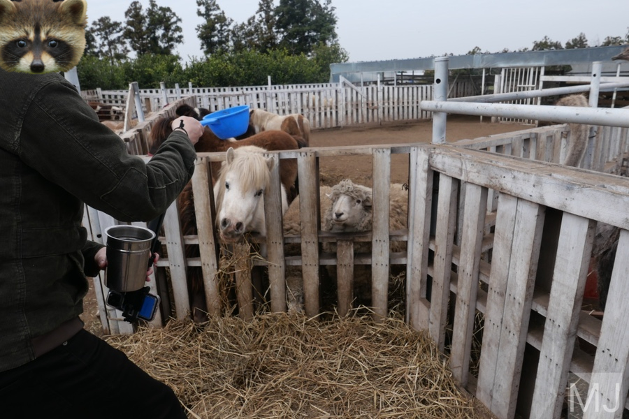 어린왕자 체험 in 감귤밭 카페 23