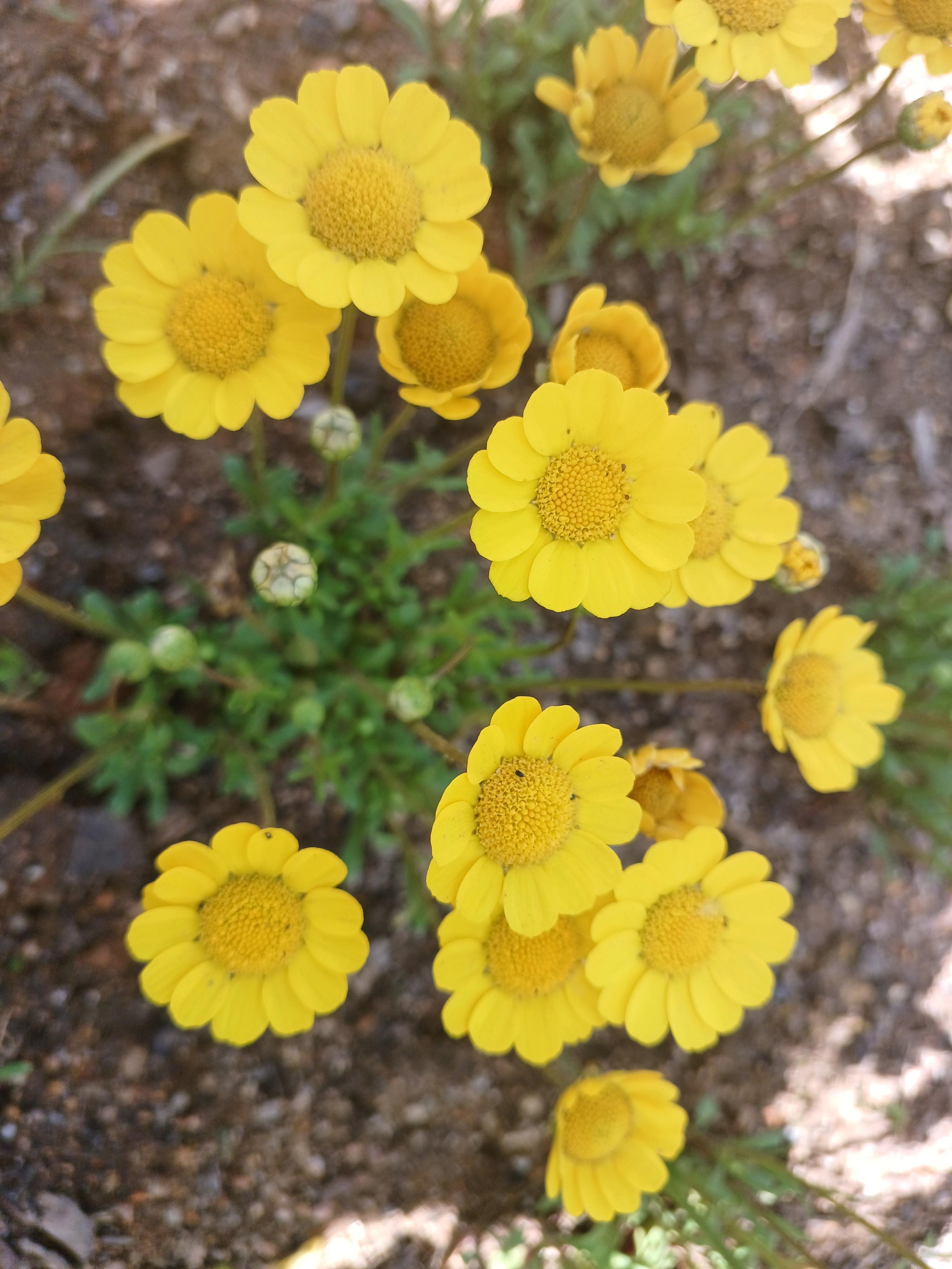 산세라 이미지