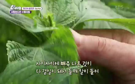 [7613회] 6시 내고향 - KBS7613회] 6시 내고향.ts_20220913_205418.355.jpg