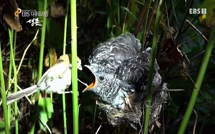 EBS 다큐프라임_ 220628.avi_20220629_205231.395.jpg