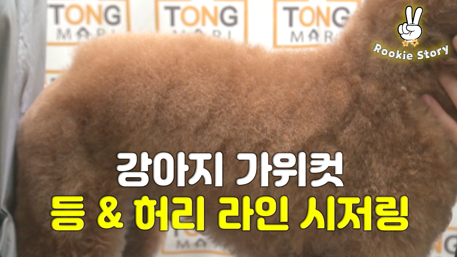  애견 셀프 미용 강아지 푸들 등 허리 가위컷 시저링 라인잡기