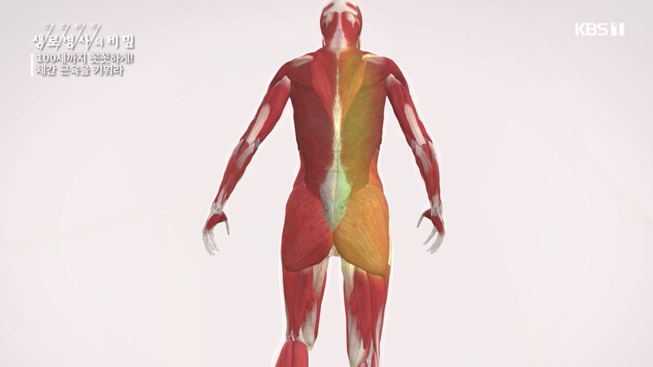 생로병사의 비밀.E885.231012p-NEXT.mp4_20231012_203445.467.jpg