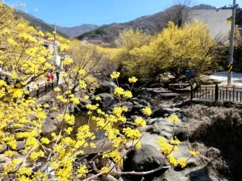 구례 산수유축제 기간 산수유마을 개화시기_8