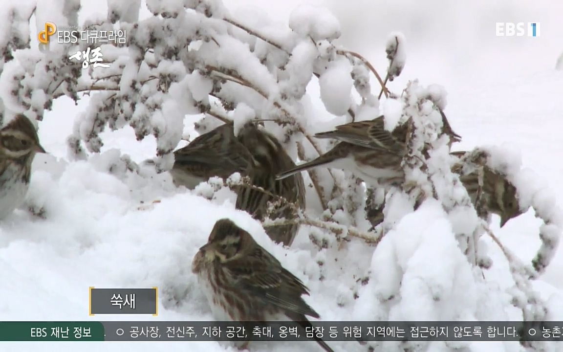 생존 3부_ EBS 다큐프라임_ 220629.avi_20220701_210535.832.jpg