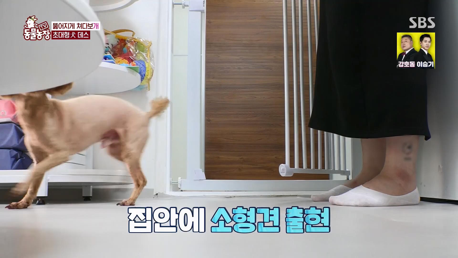 TV 동물농장.E1120.230514p.H264-F1RST.mp4_20230515_203539.339.jpg
