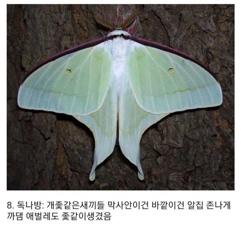 군대에서 볼수 있는 동물들