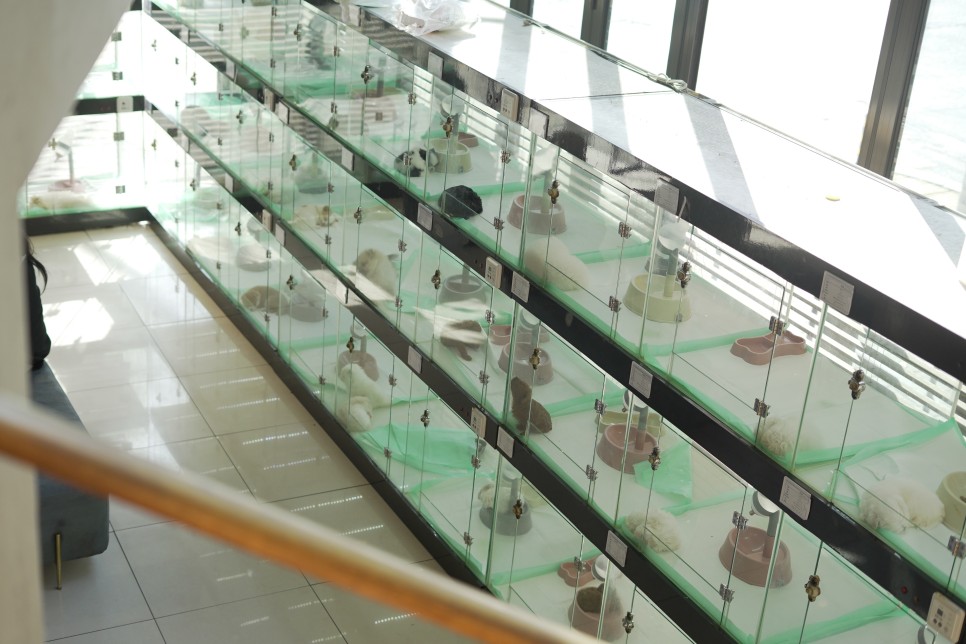 놀라운 외모 일산 강아지 분양 셀포메라니안 18