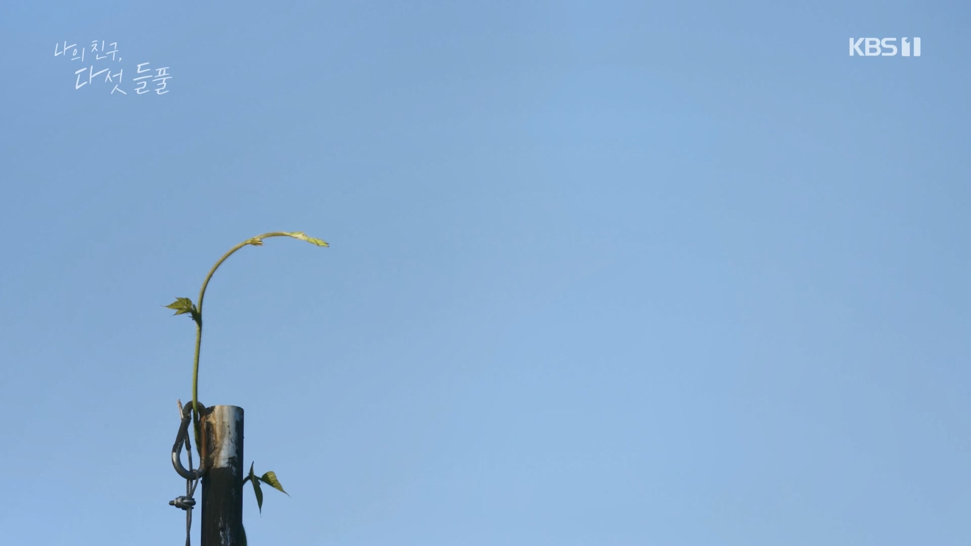 특집 다큐 나의 친구, 다섯 들풀.240119p.H264-F1RST.mp4_20240121_151740.595.jpg