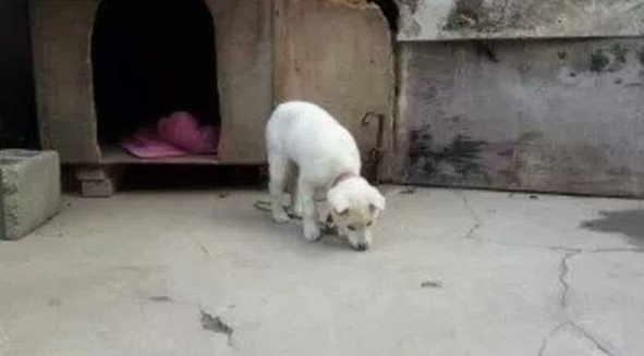  카메라 의식하는 댕댕이