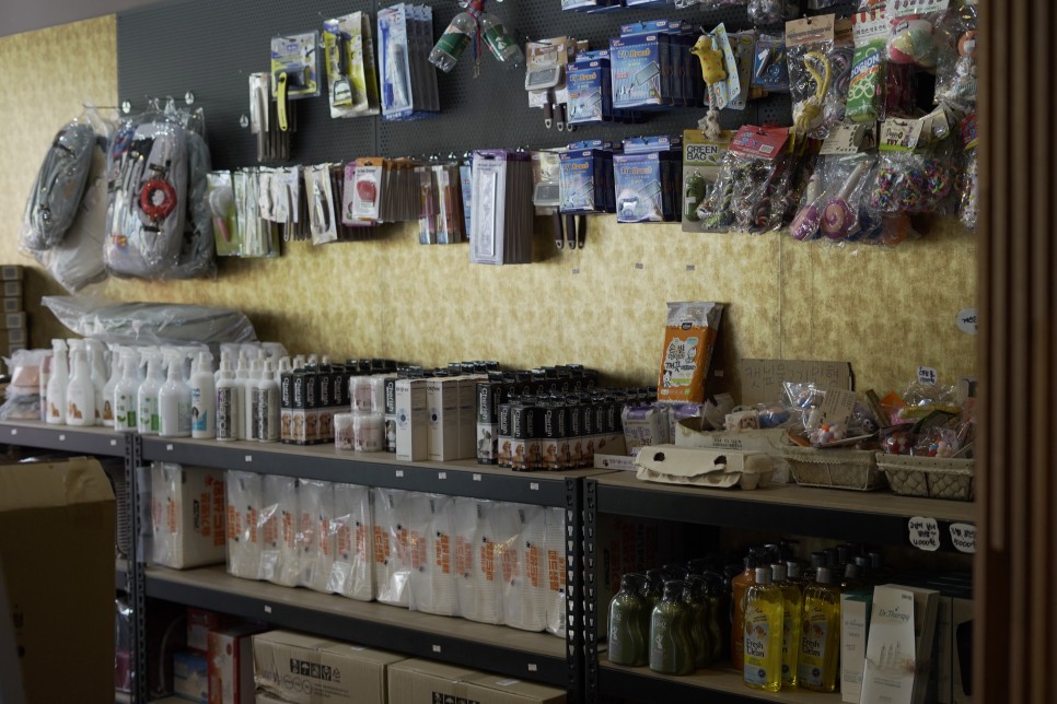 놀라운 외모 일산 강아지 분양 셀포메라니안 8